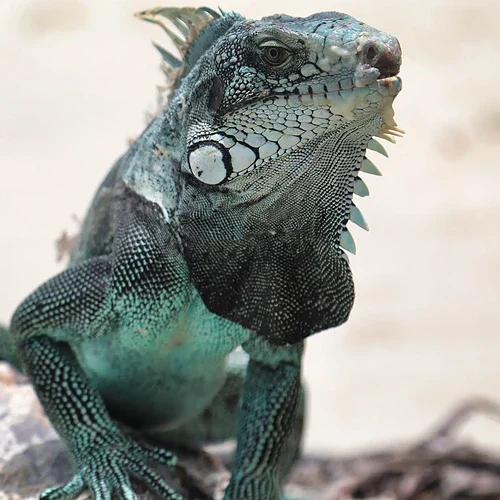 Iguana i Guadeloupe, en vanlig reptil i det tropiska landskapet, kjent for sin unike utseende og rolige natur.