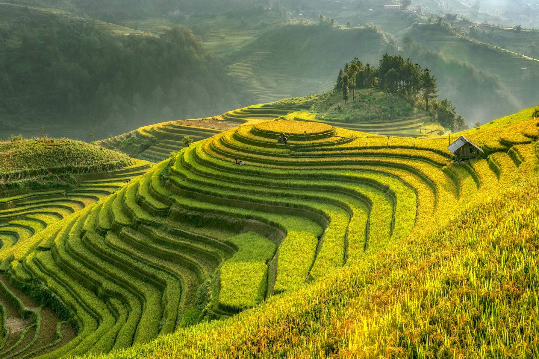 Åkrar i en slänt i Vietnam