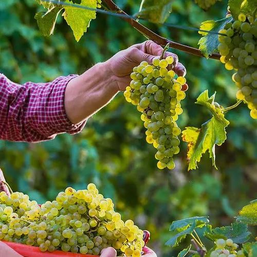 en spanjor plockar druvor i Katalonien i Spanien