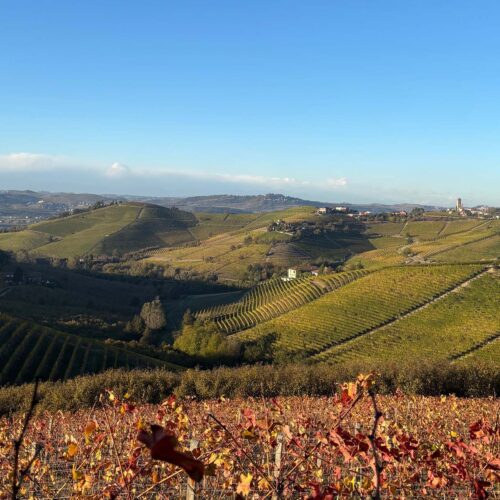 Utsikt över vingårdarna i Piemonte på vinresan med Sommelierskan