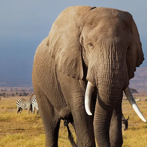 en stor elefant på slätten i Zambia