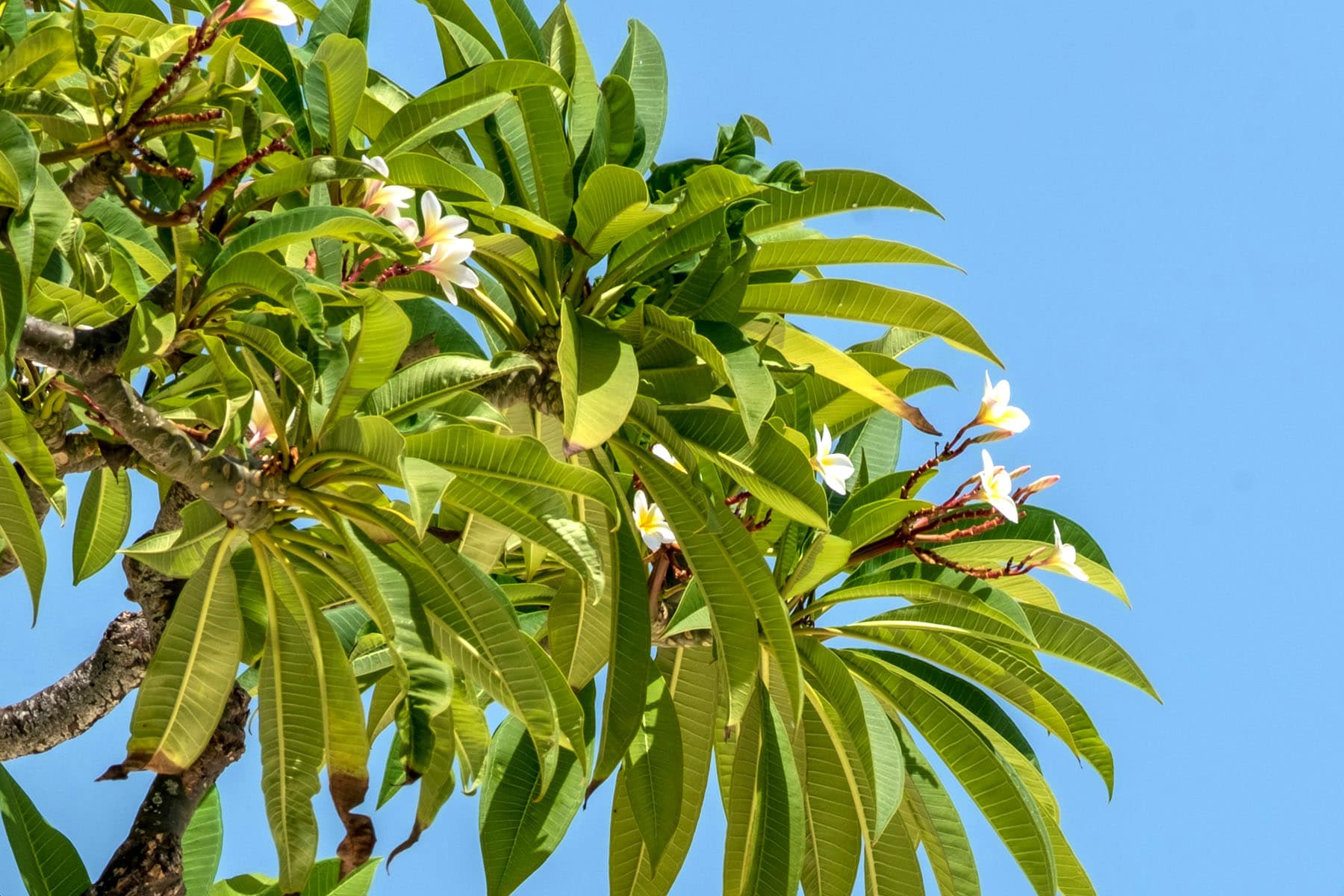 blommor i ett träd i Tanzania
