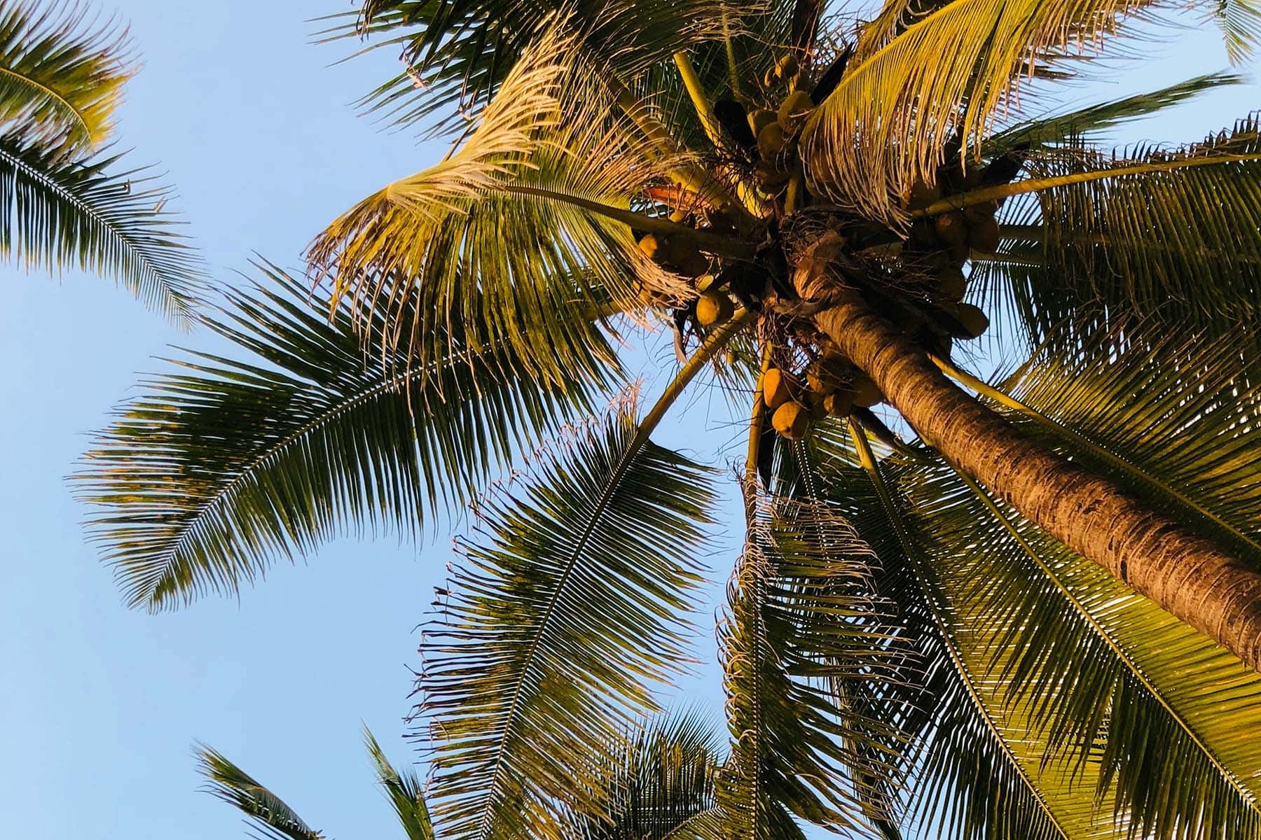 en palm på zanzibar