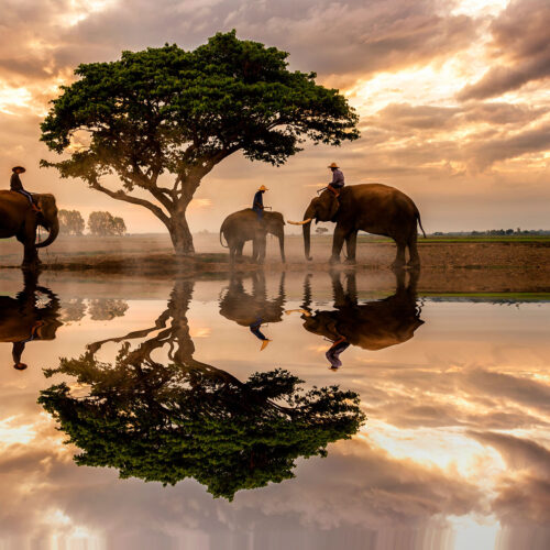 Elefanter med rangers under en stor träd i solnedgång, naturskönt landskap med reflektion i vatten, safariäventyr i Zimbabwe är en exotisk djurupplevelse.