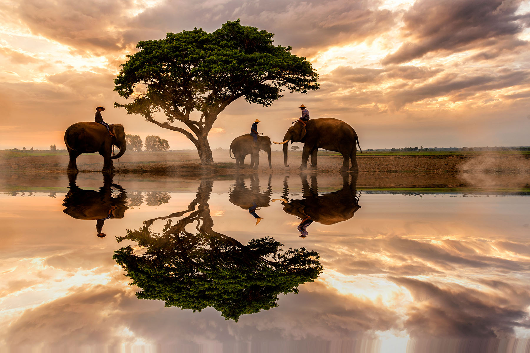 Elefanter med rangers under en stor träd i solnedgång, naturskönt landskap med reflektion i vatten, safariäventyr i Zimbabwe är en exotisk djurupplevelse.